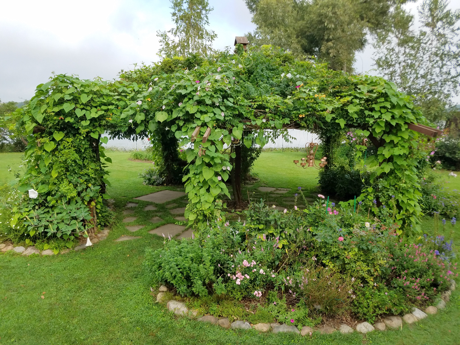This view of the canopy still has yellow Trumpet Vine with the new comers of pink & white striped and solid pink Morning Glories